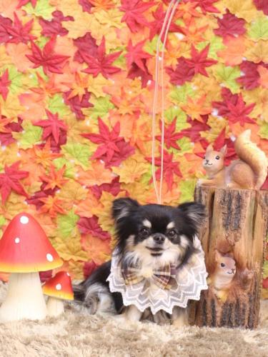 20241102プリンちゃん